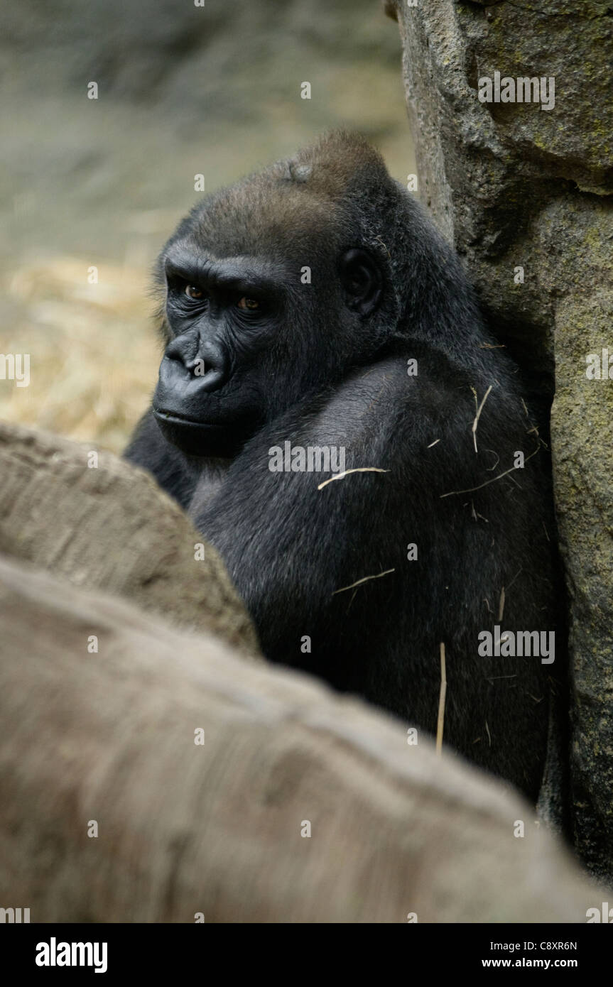A gorilla resting against a rock wall Stock Photo