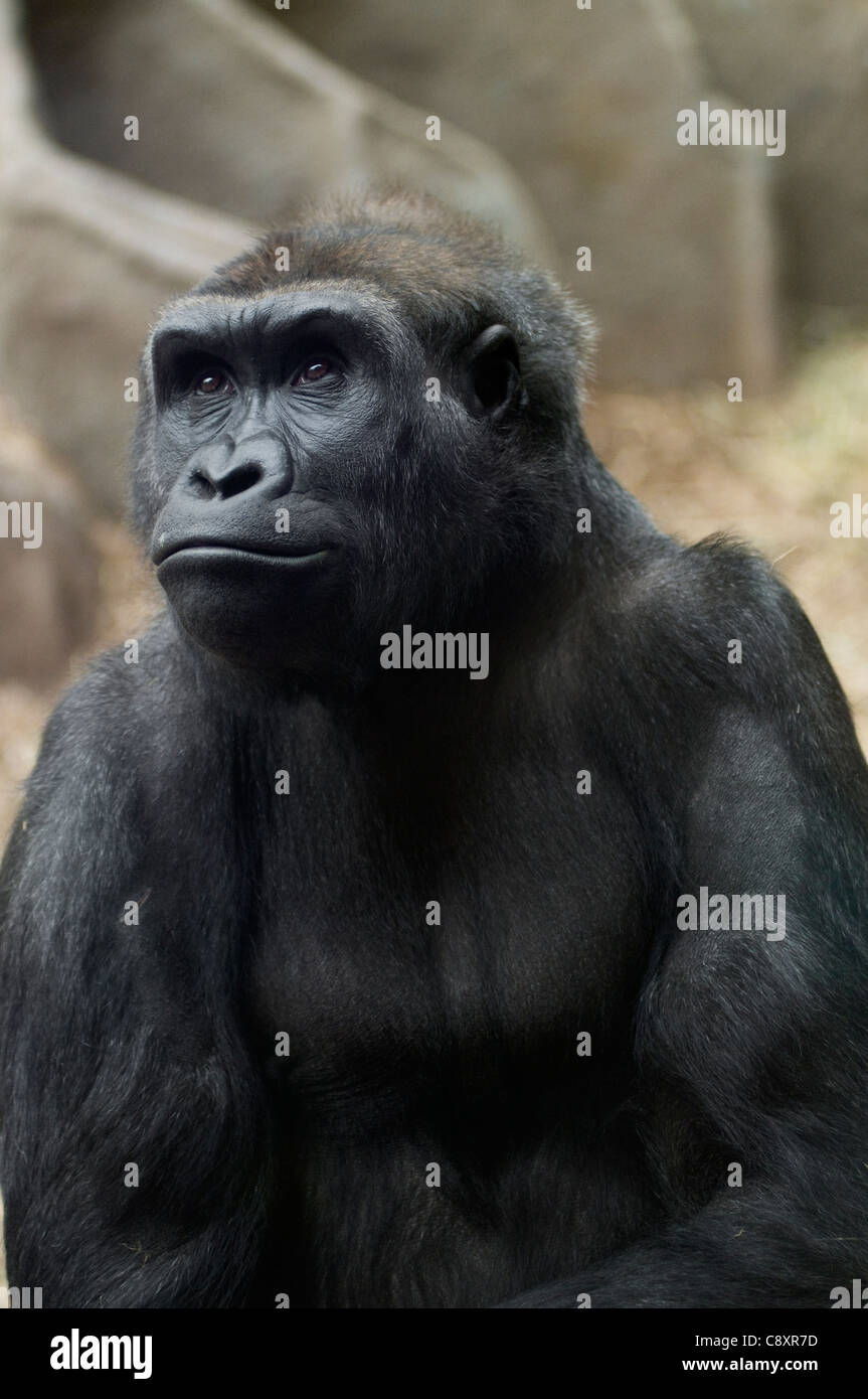 A gorilla relaxing in a zoo Stock Photo