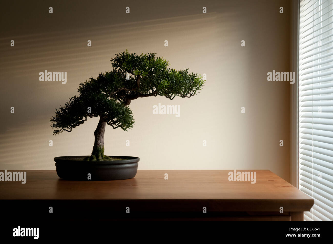 Bonsai on a wooden surface with sunlight shining through horizontal