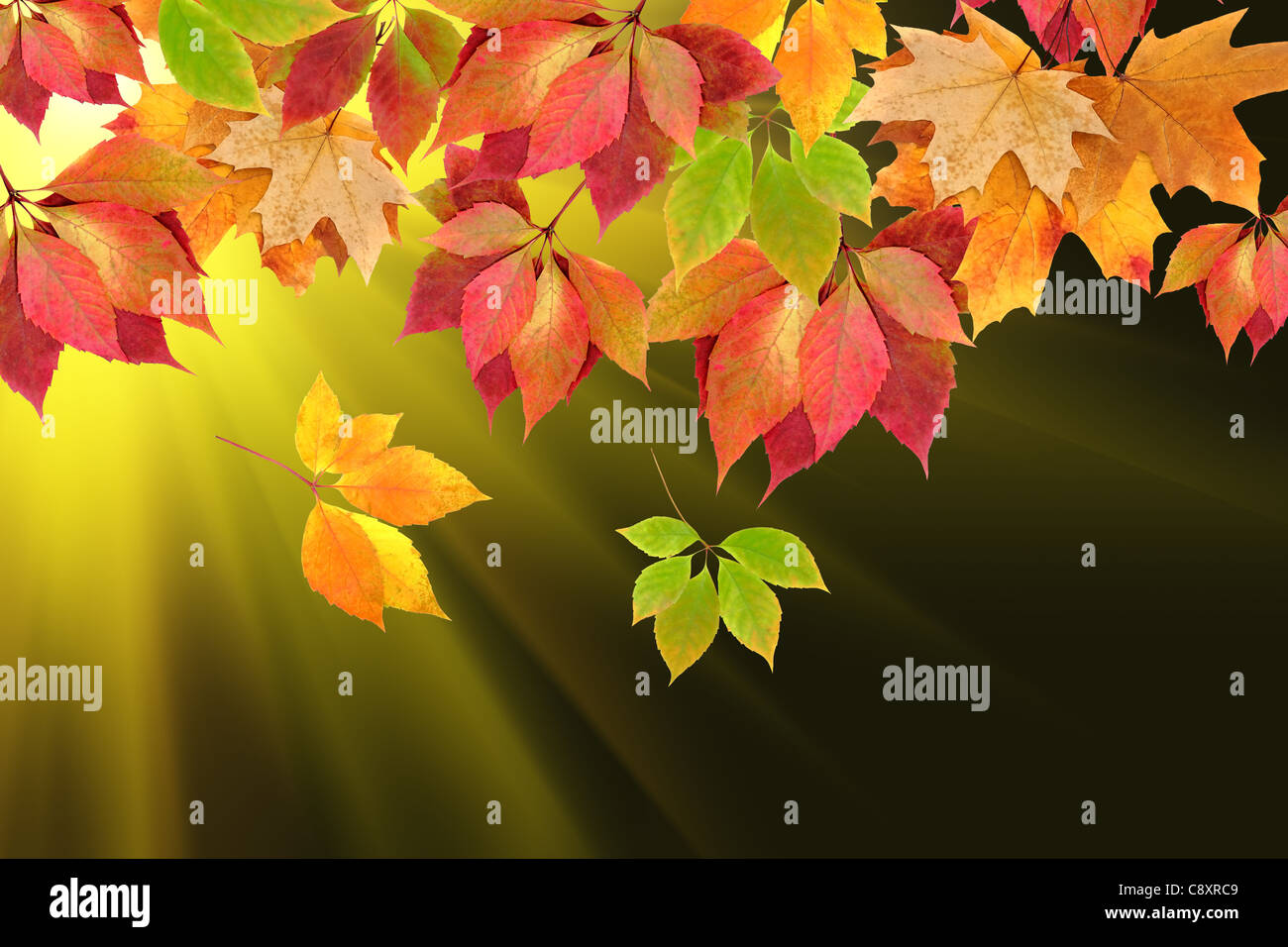 Radiant orange autumn tree hi-res stock photography and images - Alamy