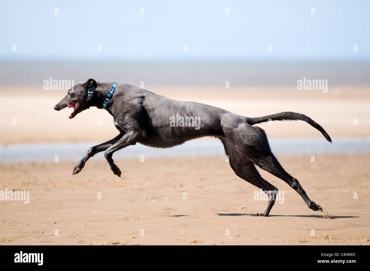 Greyhound running in full flight across the sand at Old Hunstanton