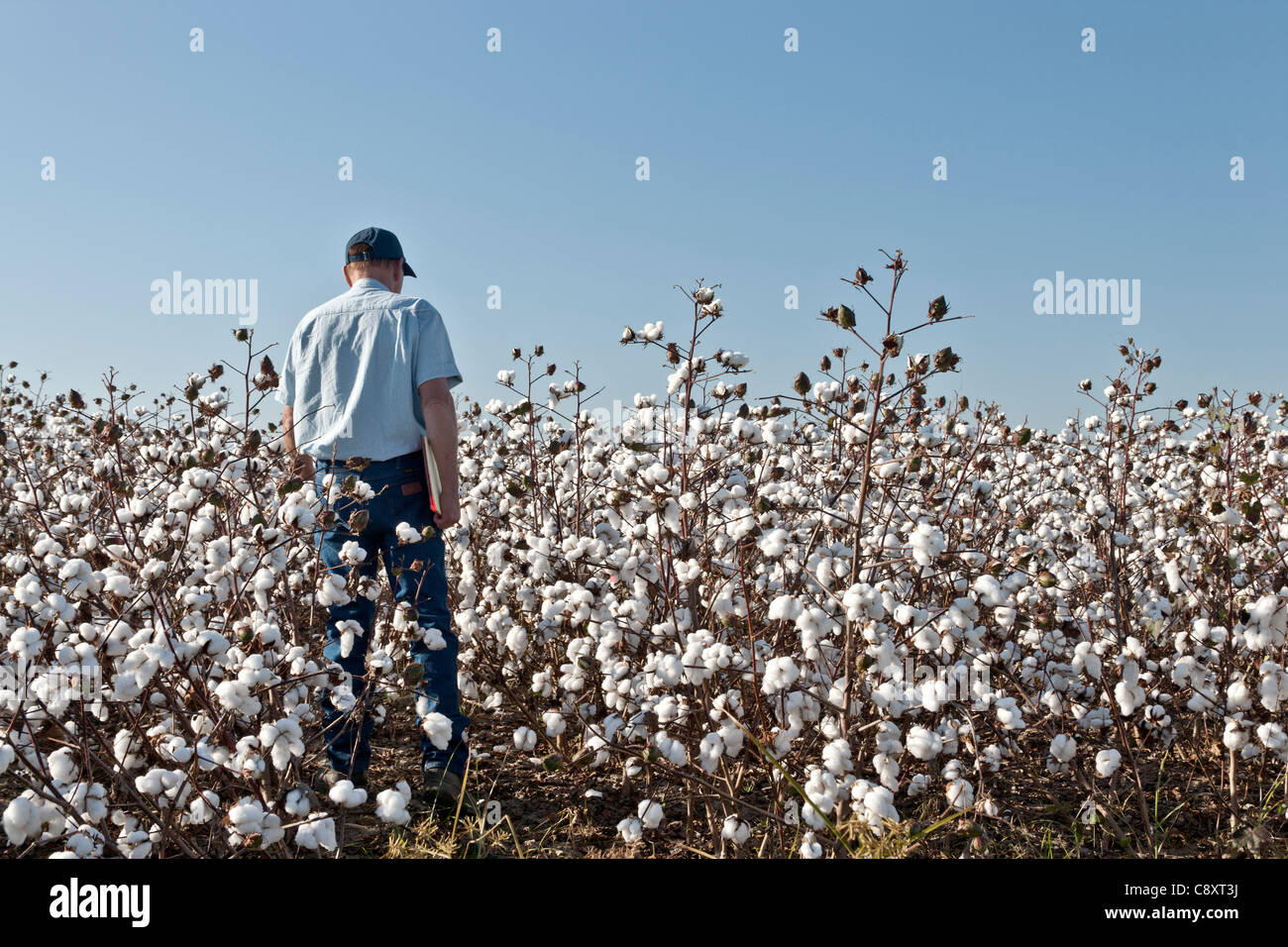 Farmer inspecting cotton field Stock Photo