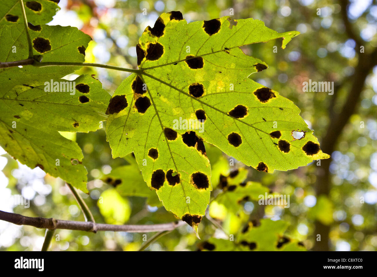 A Sycamore leaf showing signs of Tar Spot Fungus (Rhytisma Acerinum) Stock Photo