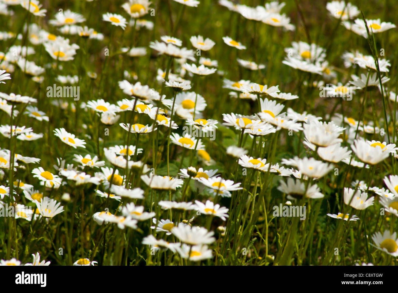 Wild Shasta/Oxeye Daisy Flowers Stock Photo Alamy