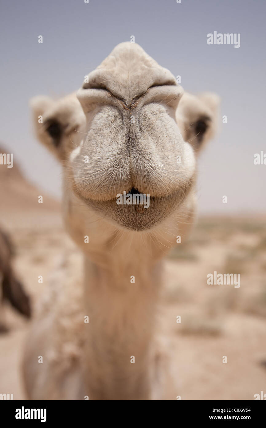 Close-up detail of a camel's face. Taken in the desert near to Riyadh, Saudi Arabia Stock Photo