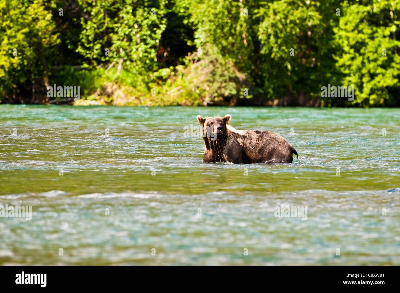 Brown Bear wading in the Kenai River, Alaska Stock Photo - Alamy