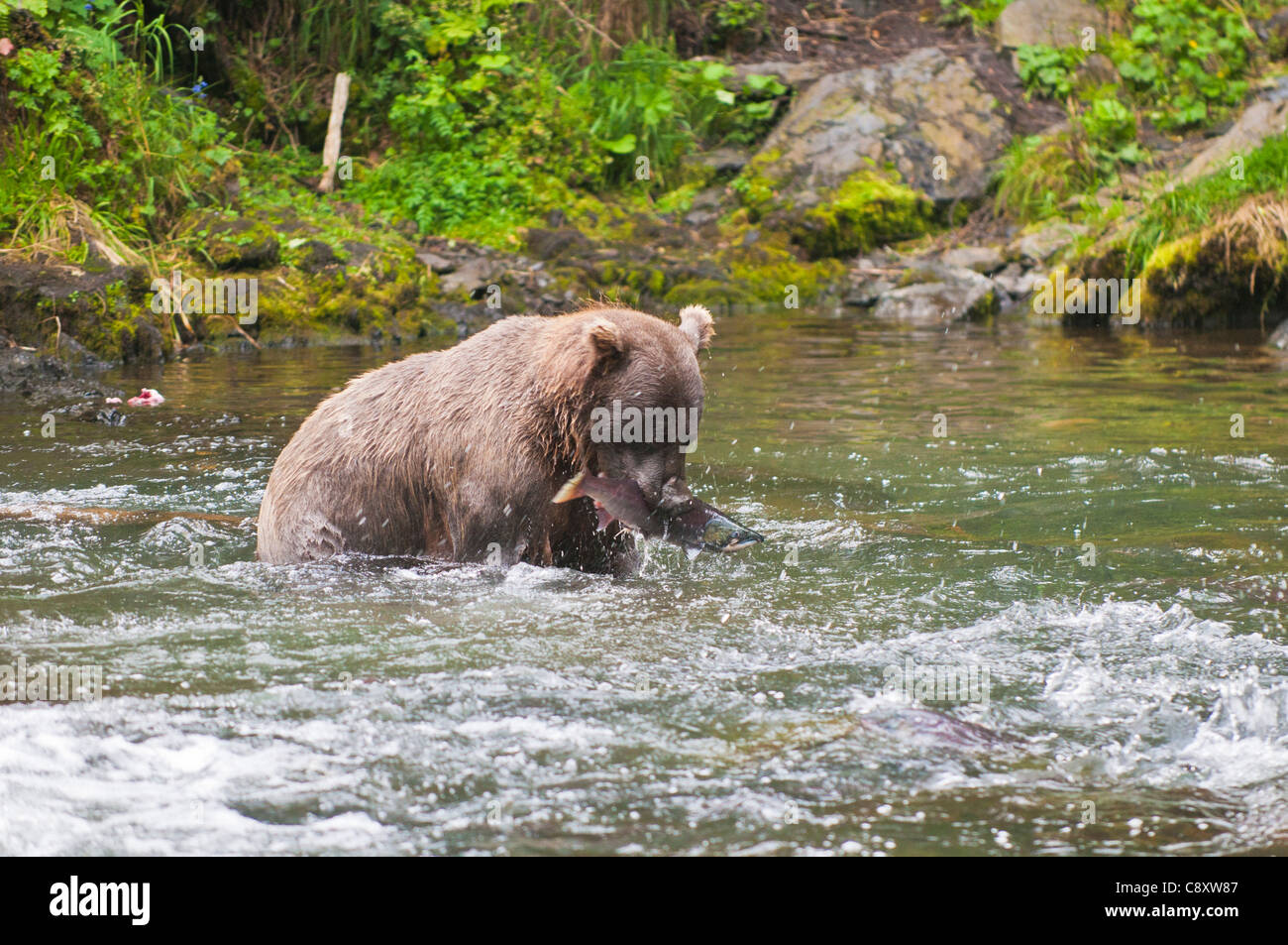 Brown Bear mother fishing for salmon in the Russian River, Alaska Stock ...