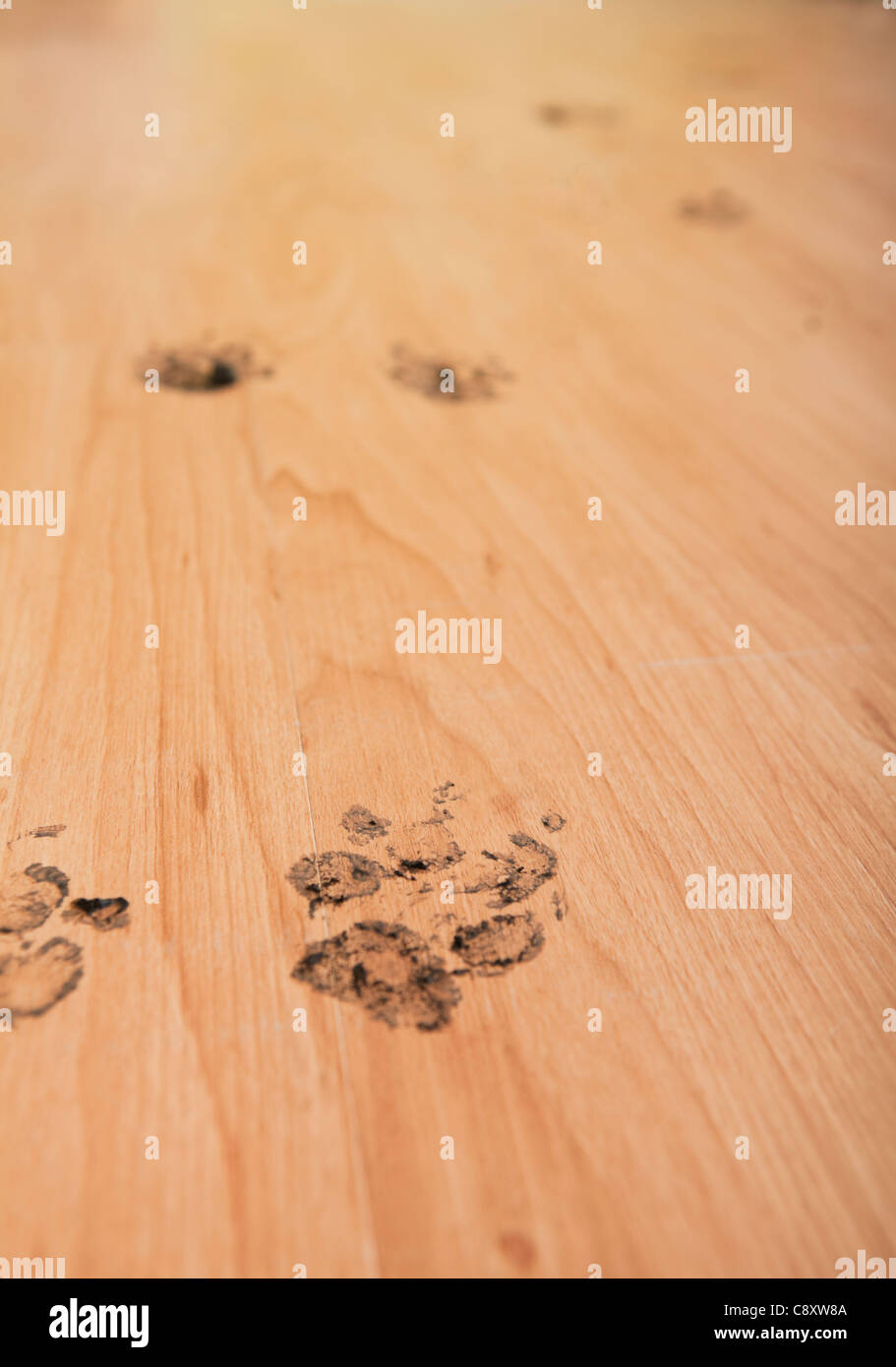 Usa Illinois Metamora Dog S Footprint On Wooden Floor Stock