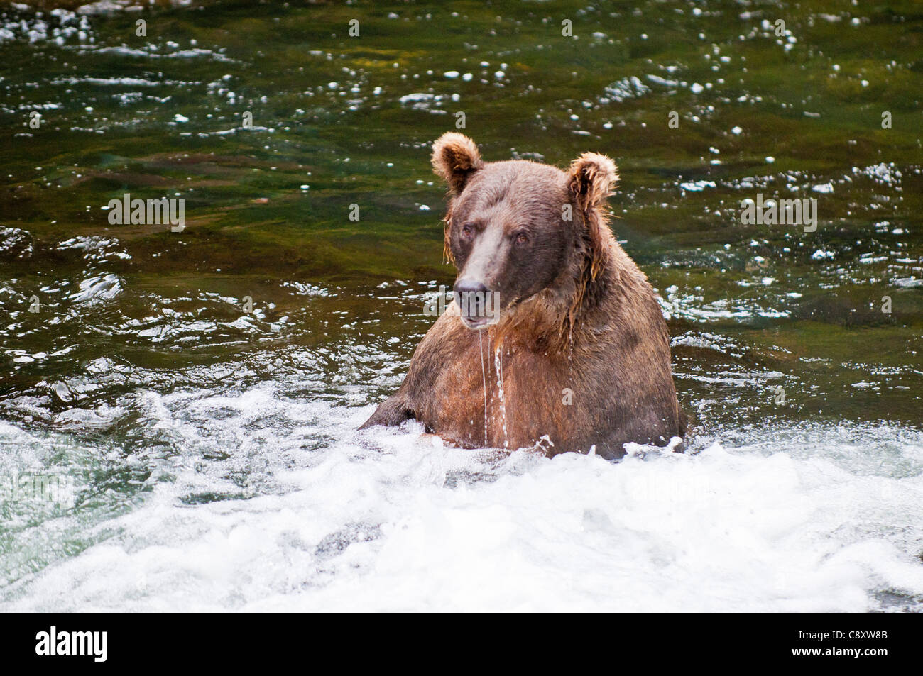 Brown Bear mother fishing for salmon in the Russian River, Alaska Stock ...