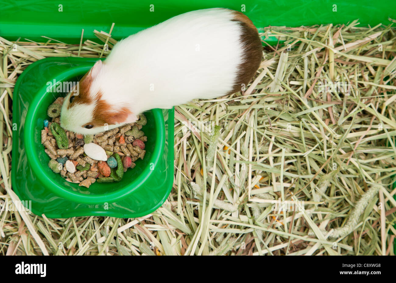 Guinea pig eating hay hires stock photography and images Alamy