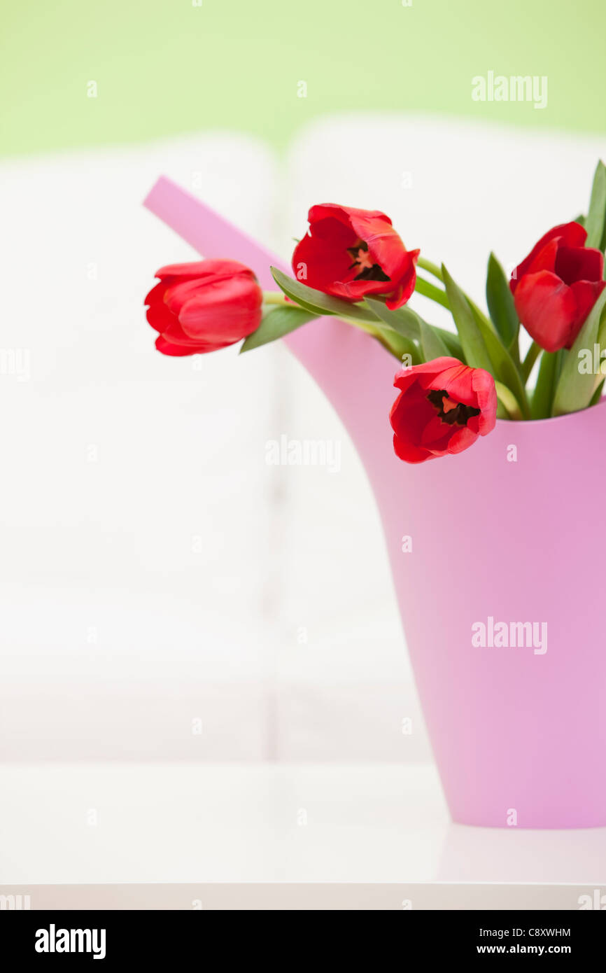 Bouquet of red tulips in plastic watering pot, studio shot Stock Photo
