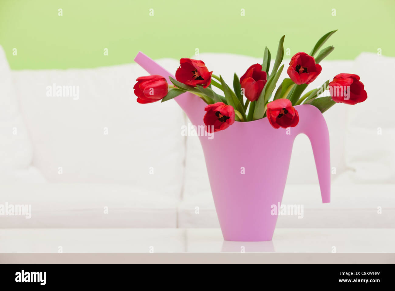 Bouquet of red tulips in plastic watering pot, studio shot Stock Photo
