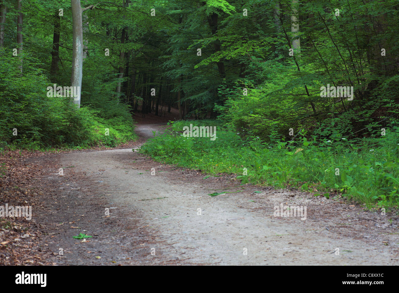 pathway in green forest, nature scenic Stock Photo - Alamy