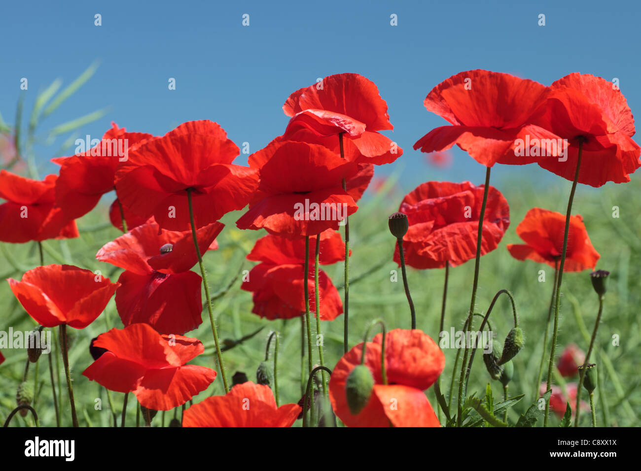 Summer landscape with wheat field and poppies flowers, blue sky Stock ...