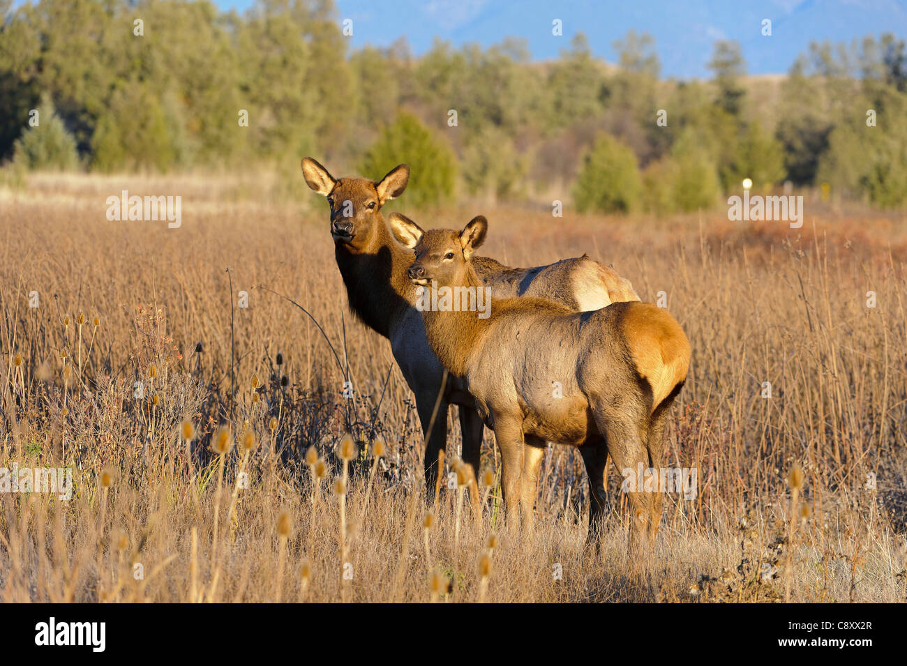Elk Cow and Calf Cervus elaphus National Bison Range, Montana Stock