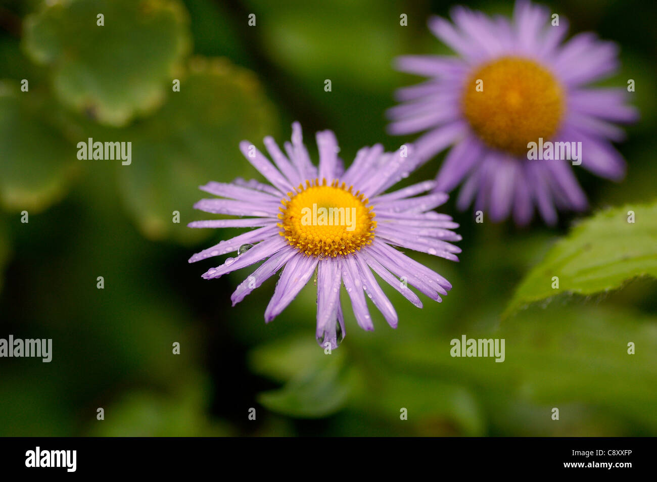 Flora of the himalayas hi-res stock photography and images - Alamy