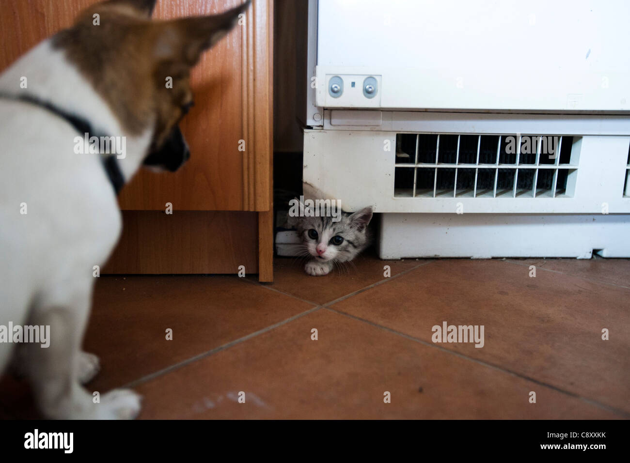 Dog waiting for a cat to come out Stock Photo
