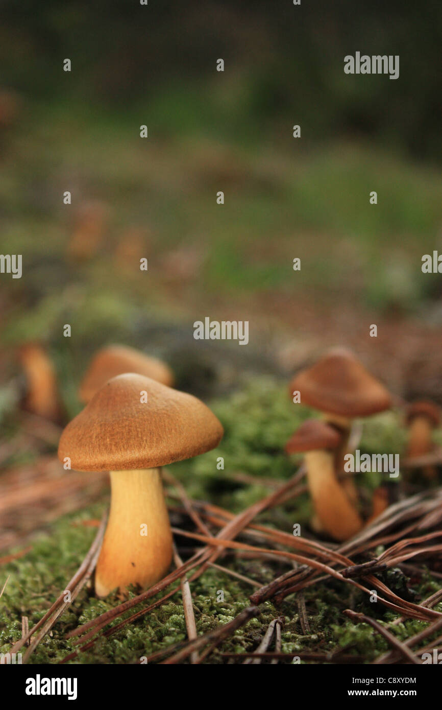 woodland mushrooms Stock Photo