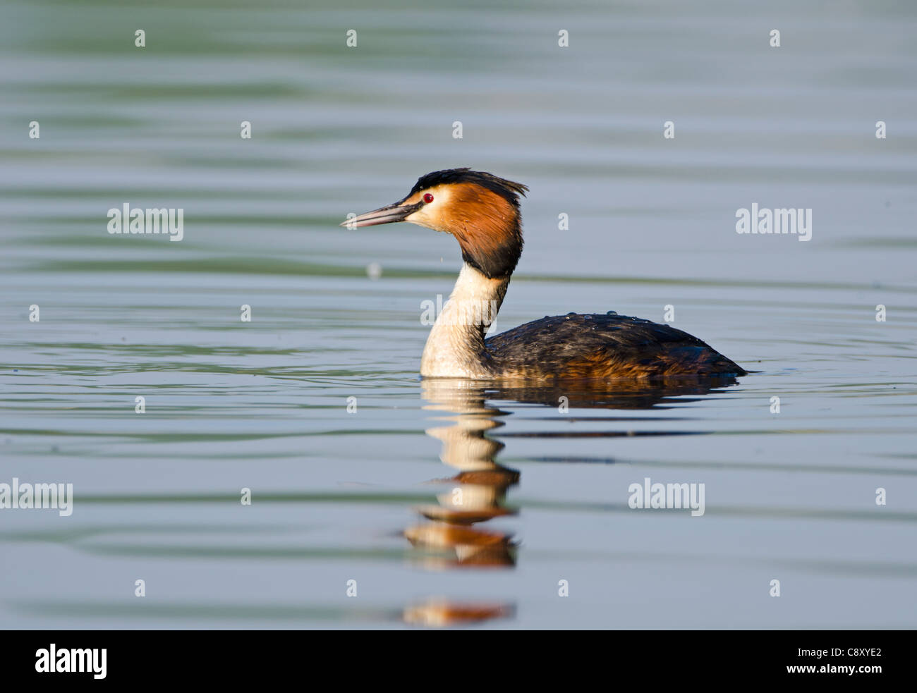 Great crested Grebed Podiceps cristatus n breeding plumage Kent spring Stock Photo