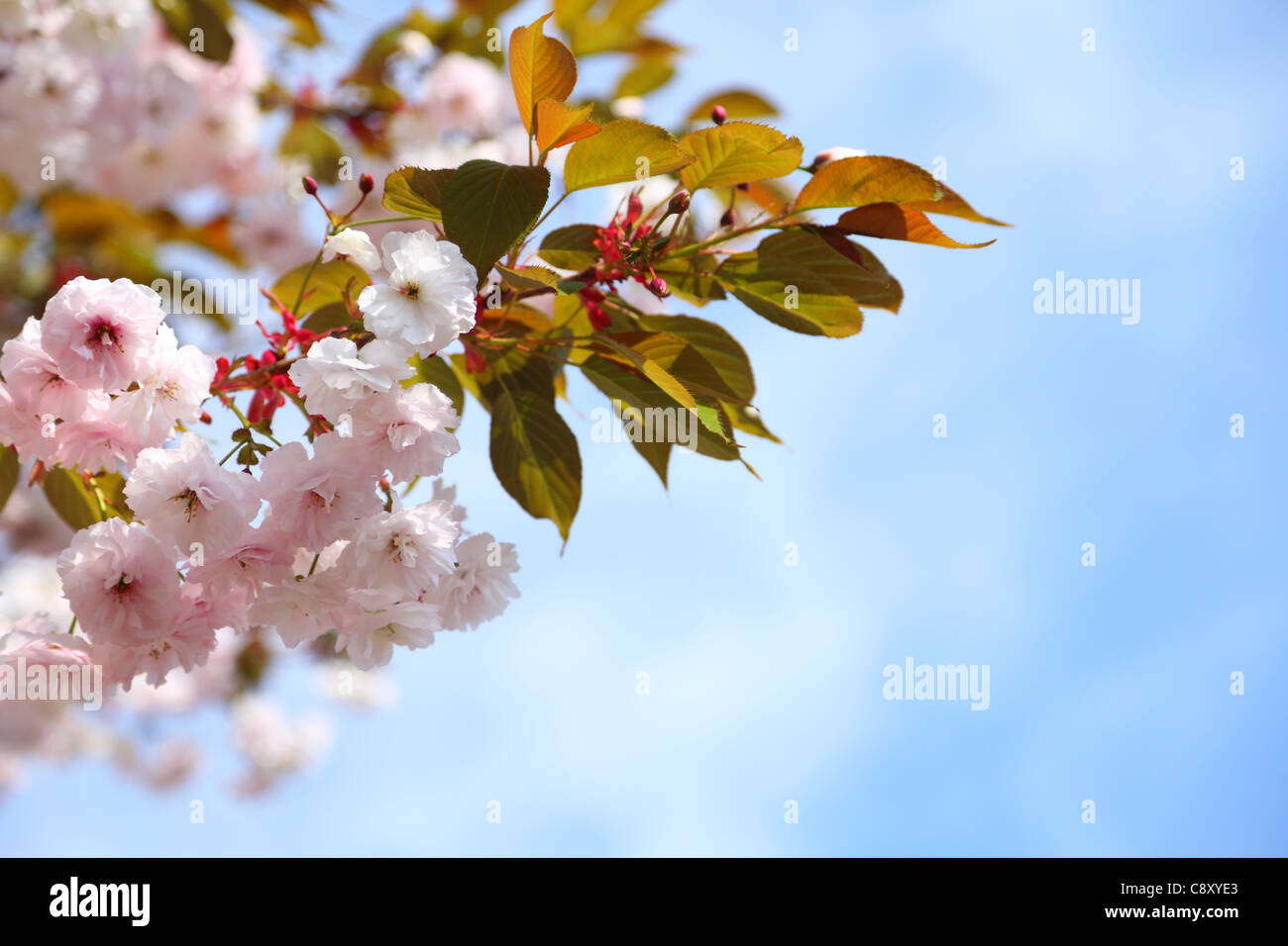 Cherry blossom in blue sky and sun. Nature Stock Photo - Alamy