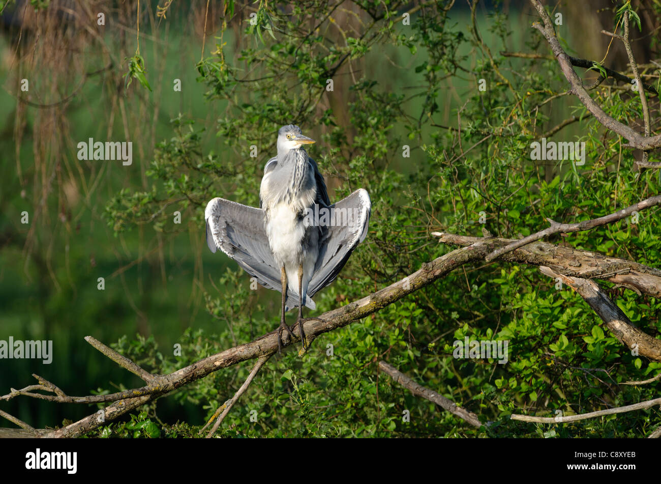 Grey Heron Ardea cinerea sunning immature Kent spring Stock Photo