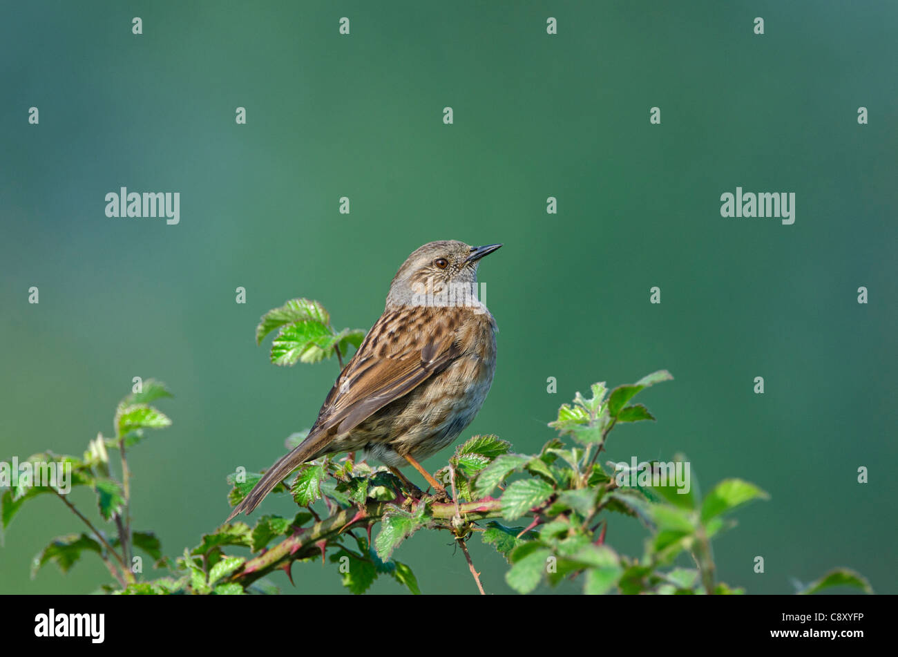 Dunnock Prunella modularis Norfolk spring Stock Photo