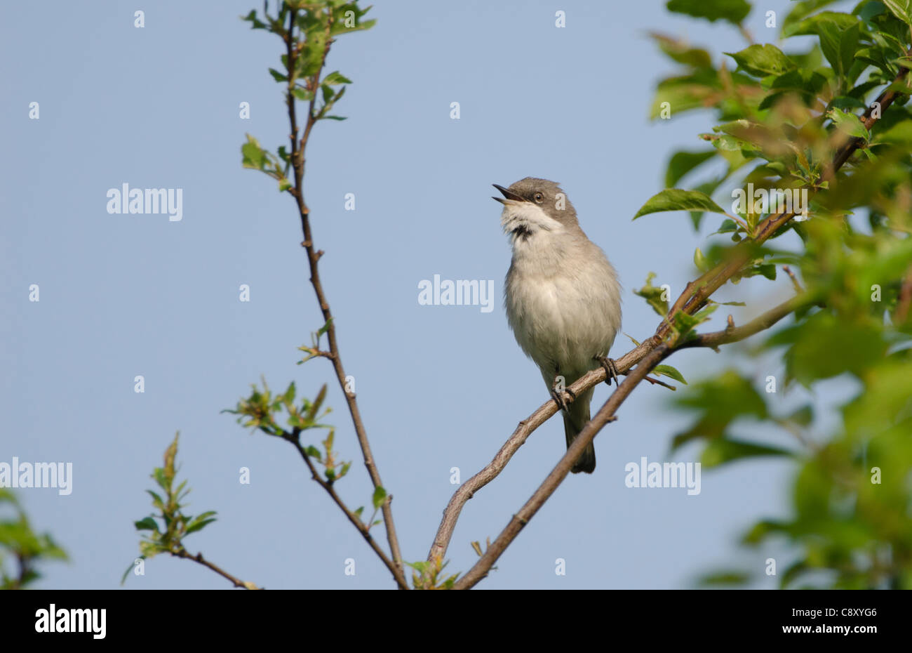 Lesser Whitethroat Sylvia curruca in song Norfolk May Stock Photo