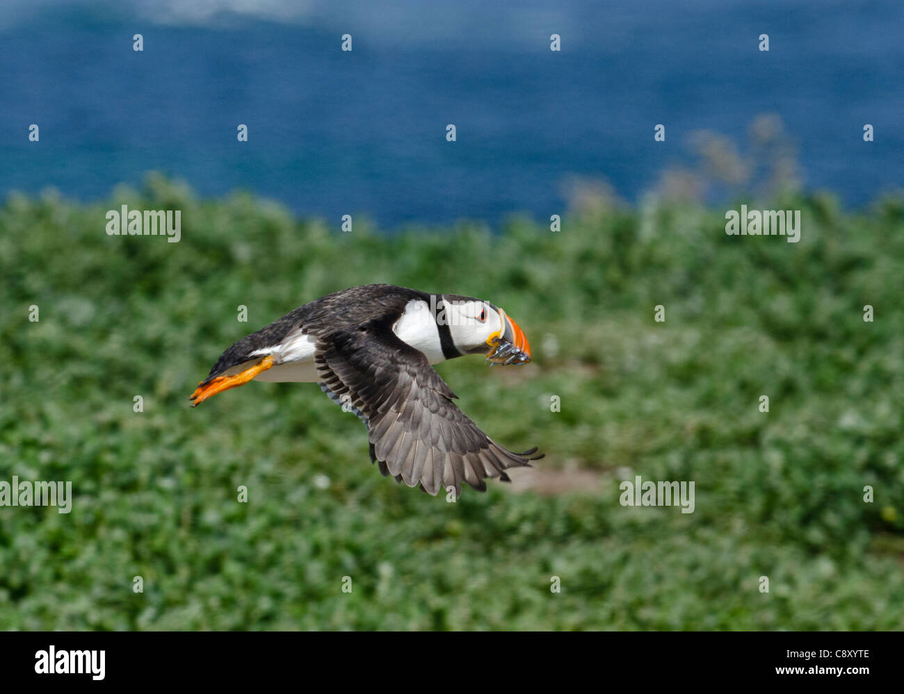 Puffin Fratercula artica with sand eels Inner Farne Island Farnes Northumberland UK July Stock Photo