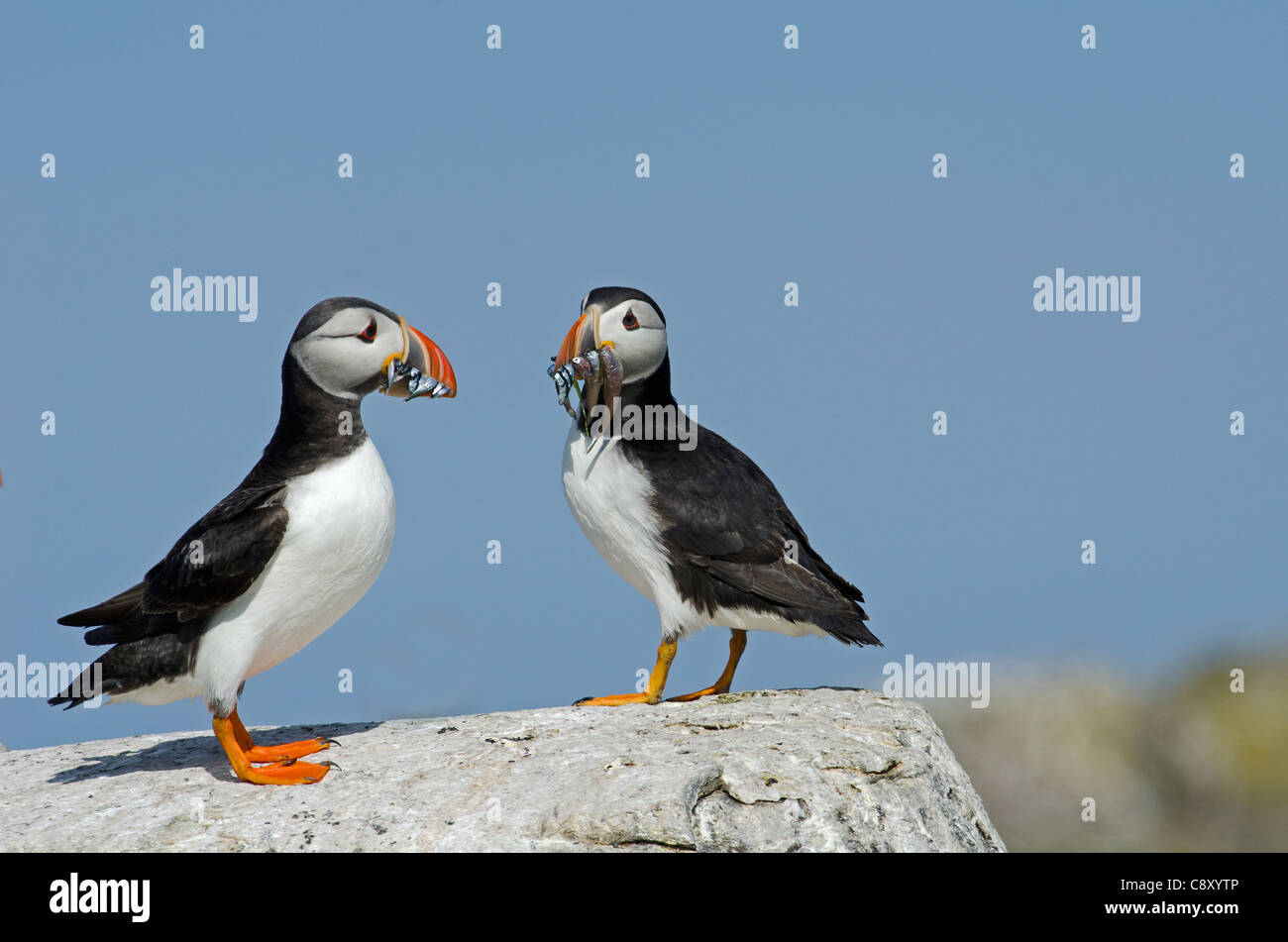 Puffin Fratercula arctica with beak full of sand eels Inner Farne Farne Islands Northumberland July Stock Photo