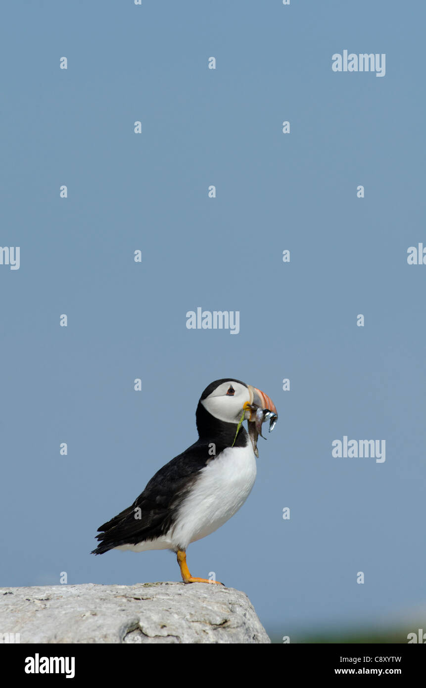 Puffin Fratercula arctica with beak full of sand eels Inner Farne Farne Islands Northumberland July Stock Photo