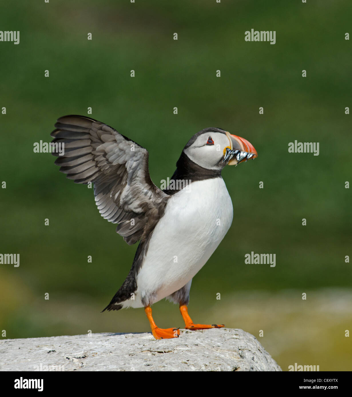 Puffin Fratercula arctica with beak full of sand eels Inner Farne Farne Islands Northumberland July Stock Photo