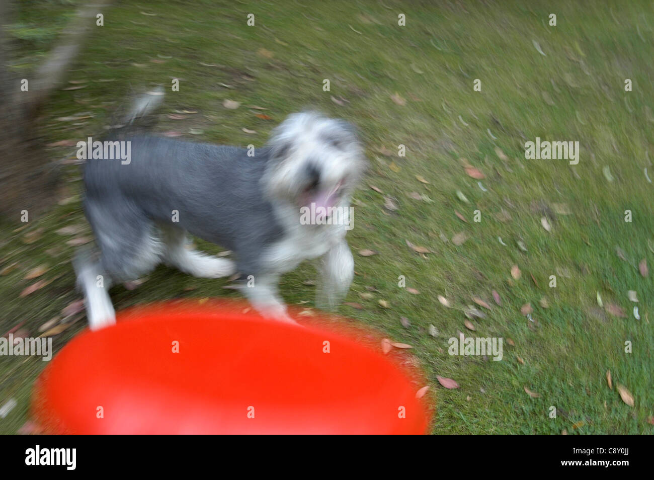 dog and Frisbee Stock Photo Alamy