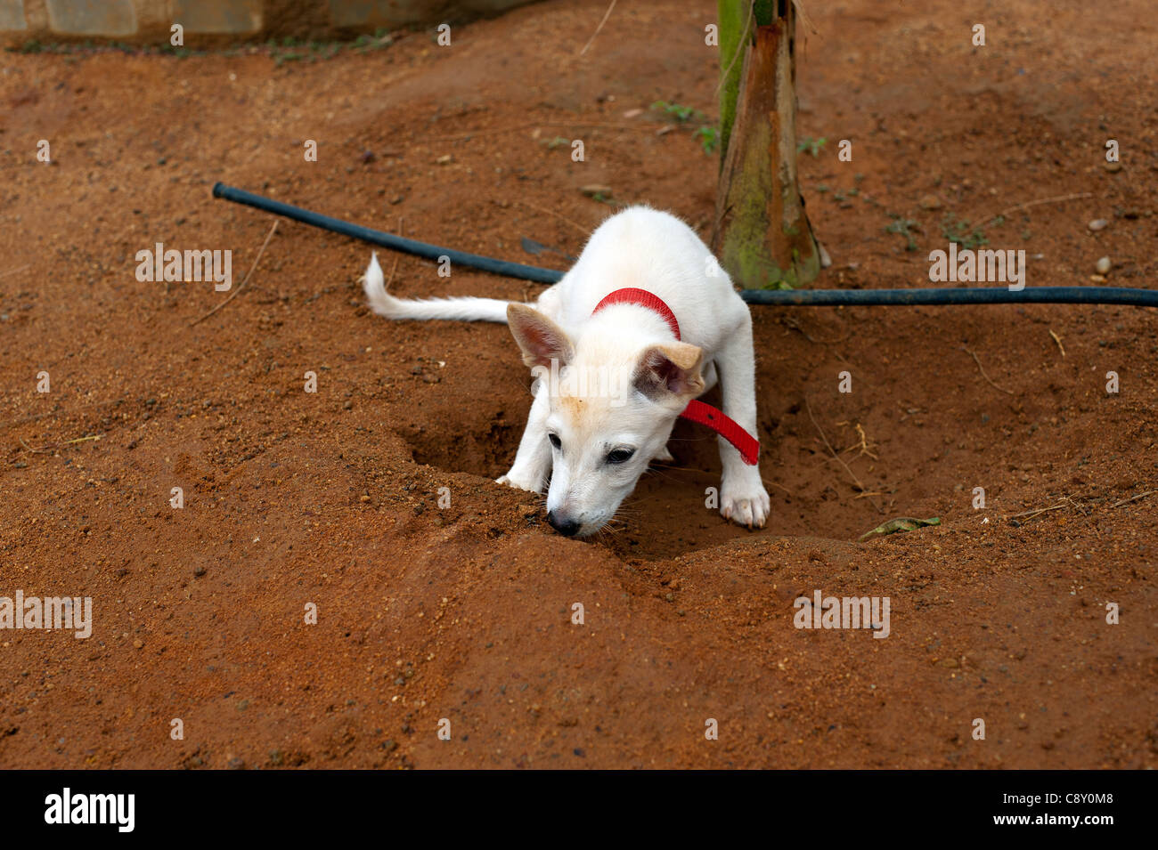 White dog with a red collar Stock Photo Alamy