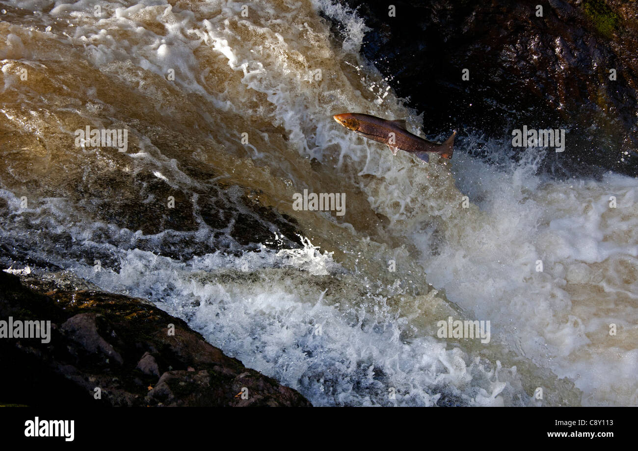 Wild Salmon leap up the natural salmon leap and waterfall to return to