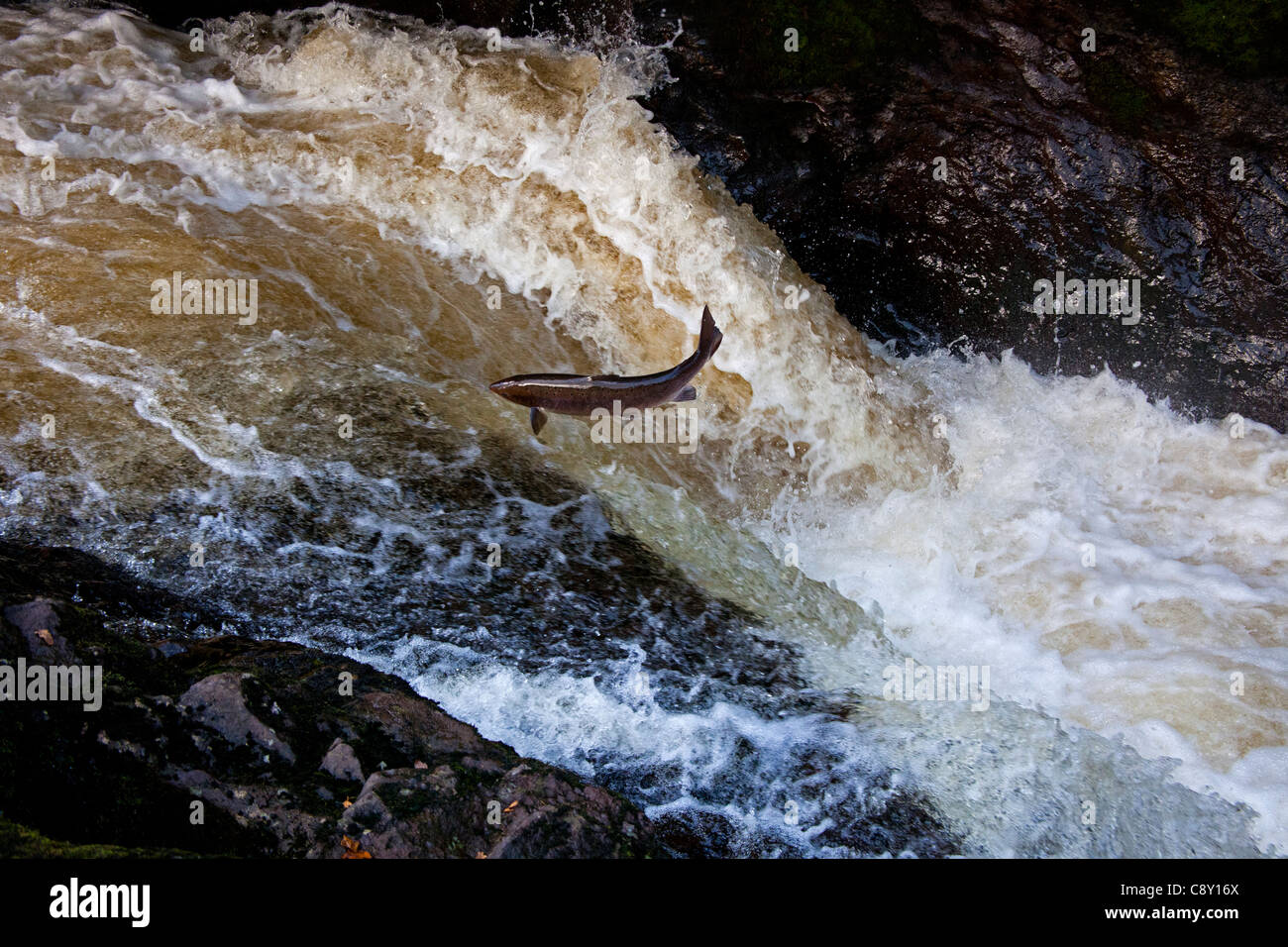 Wild Salmon leap up the natural salmon leap and waterfall to return to their spawning grounds on