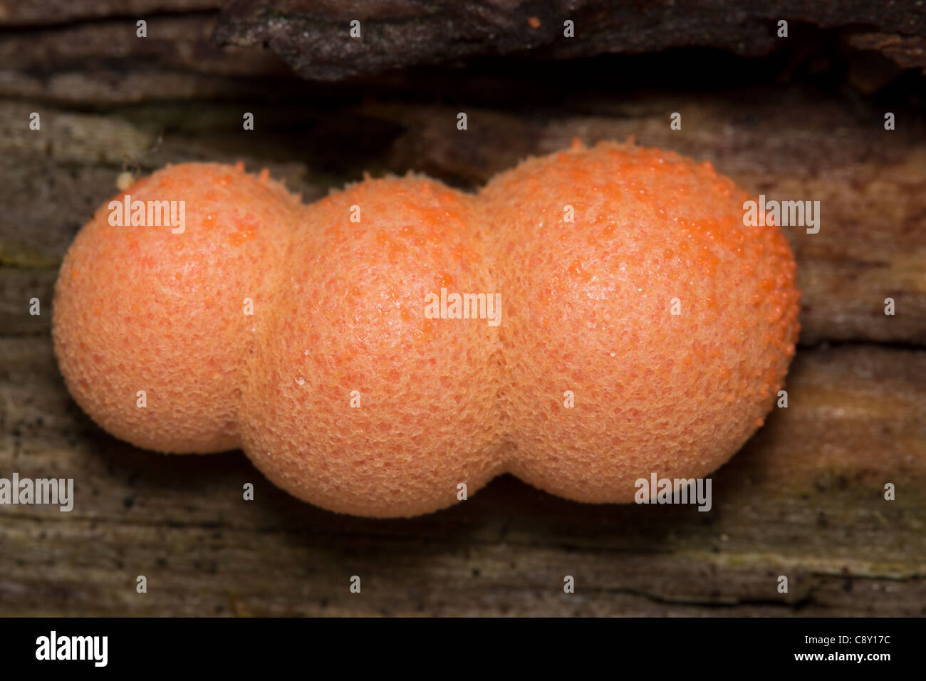 Wolf's Milk or Groening's Slime (Lycogala epidendrum) mushroom Stock Photo