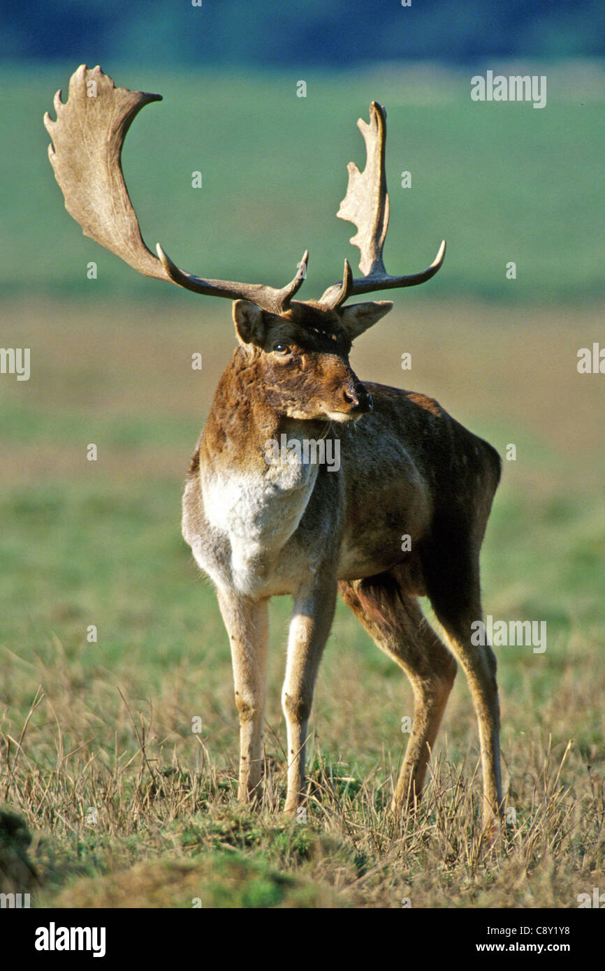 A Fallow Season