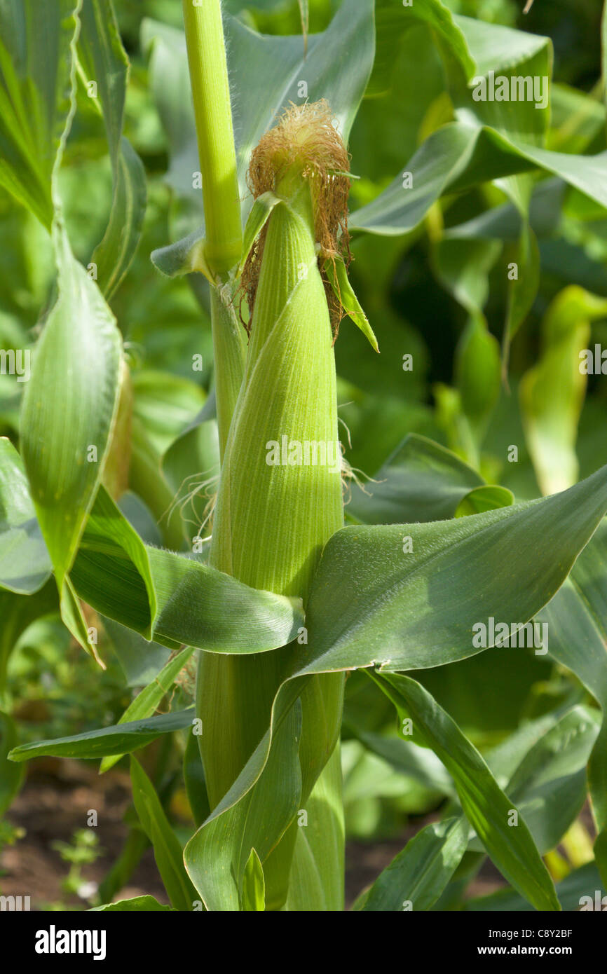 Sweet Corn ready for picking Stock Photo