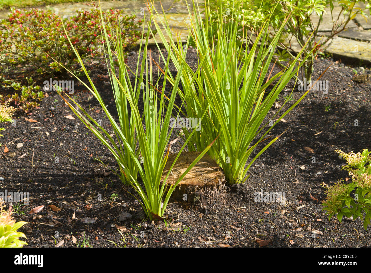 Cordyline resprouting after Winter frost Stock Photo