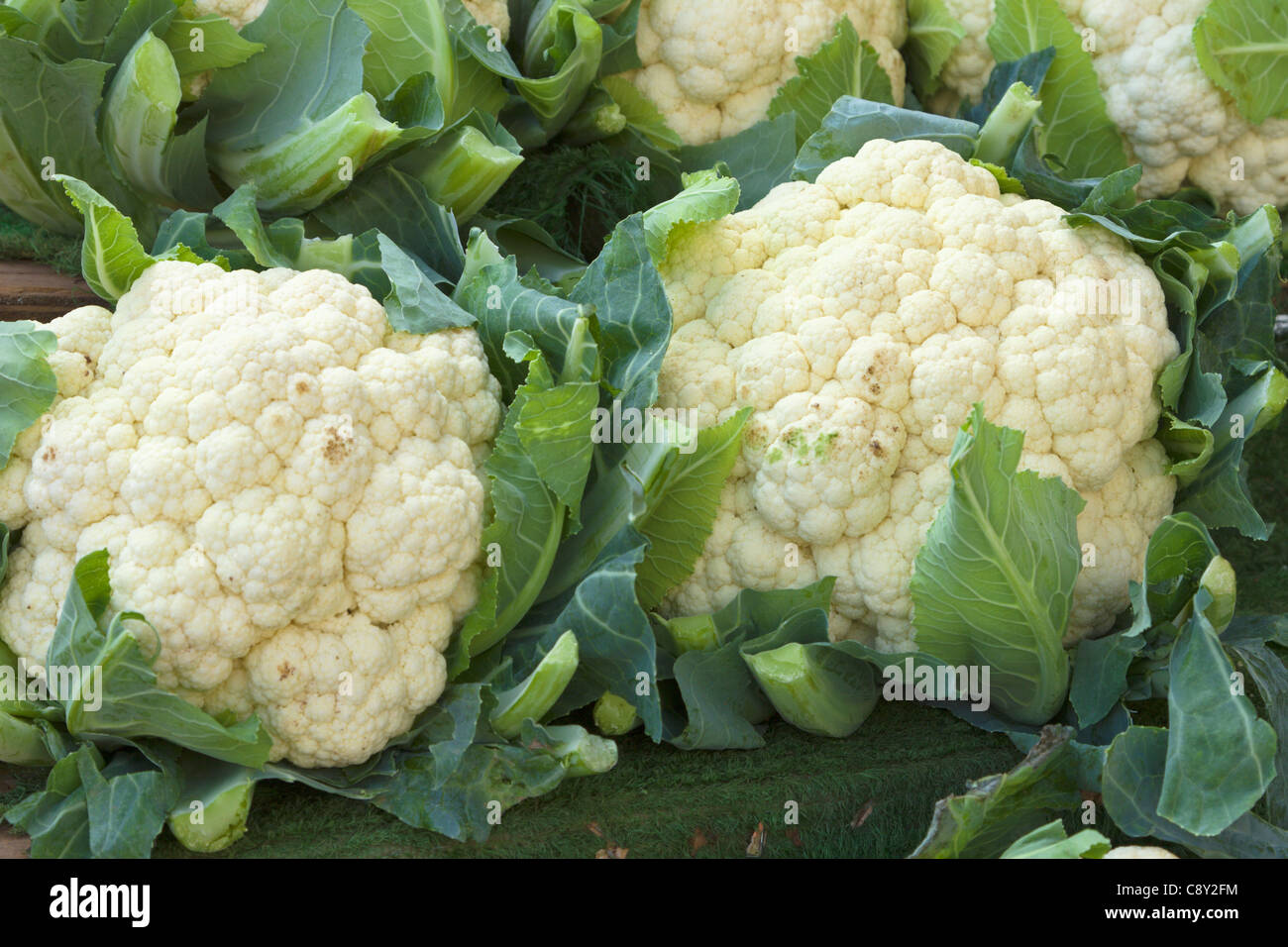 Cauliflower for sale, Hereford Stock Photo