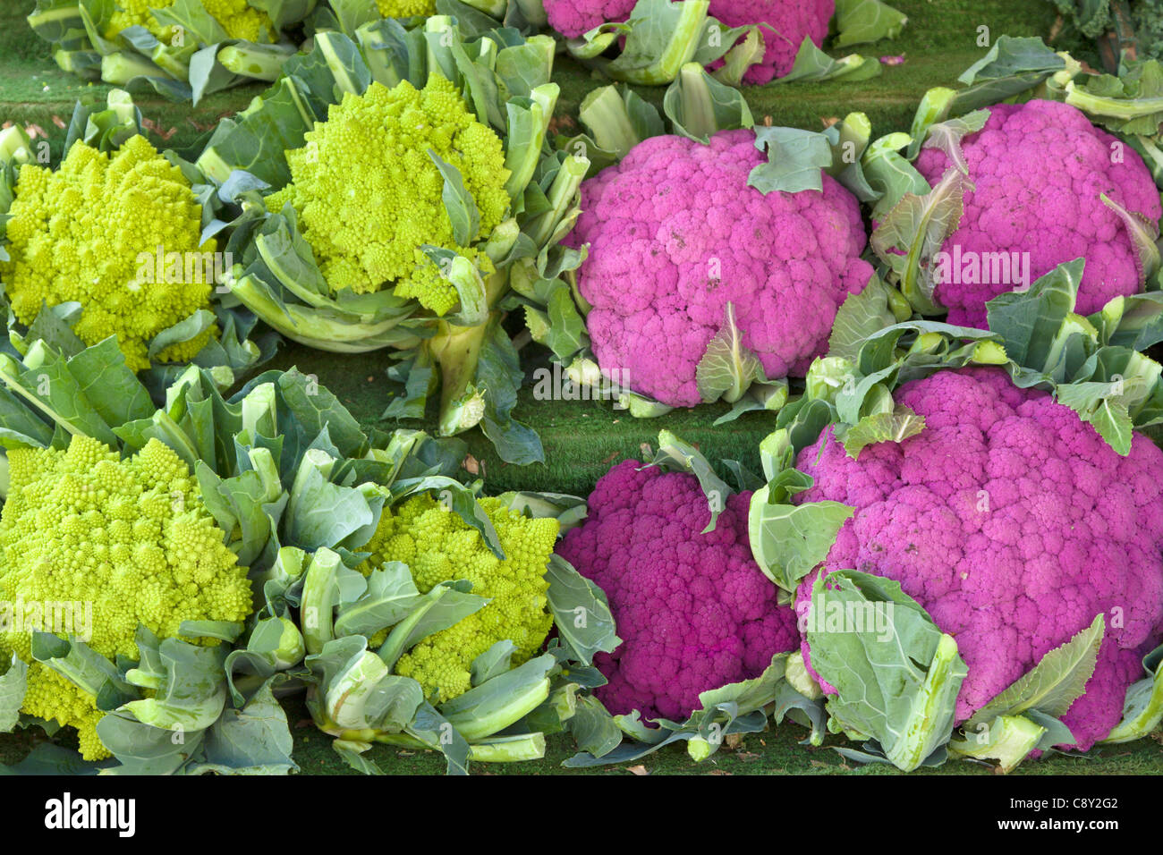 Romanesco and purple cauliflower for sale, Hereford Stock Photo