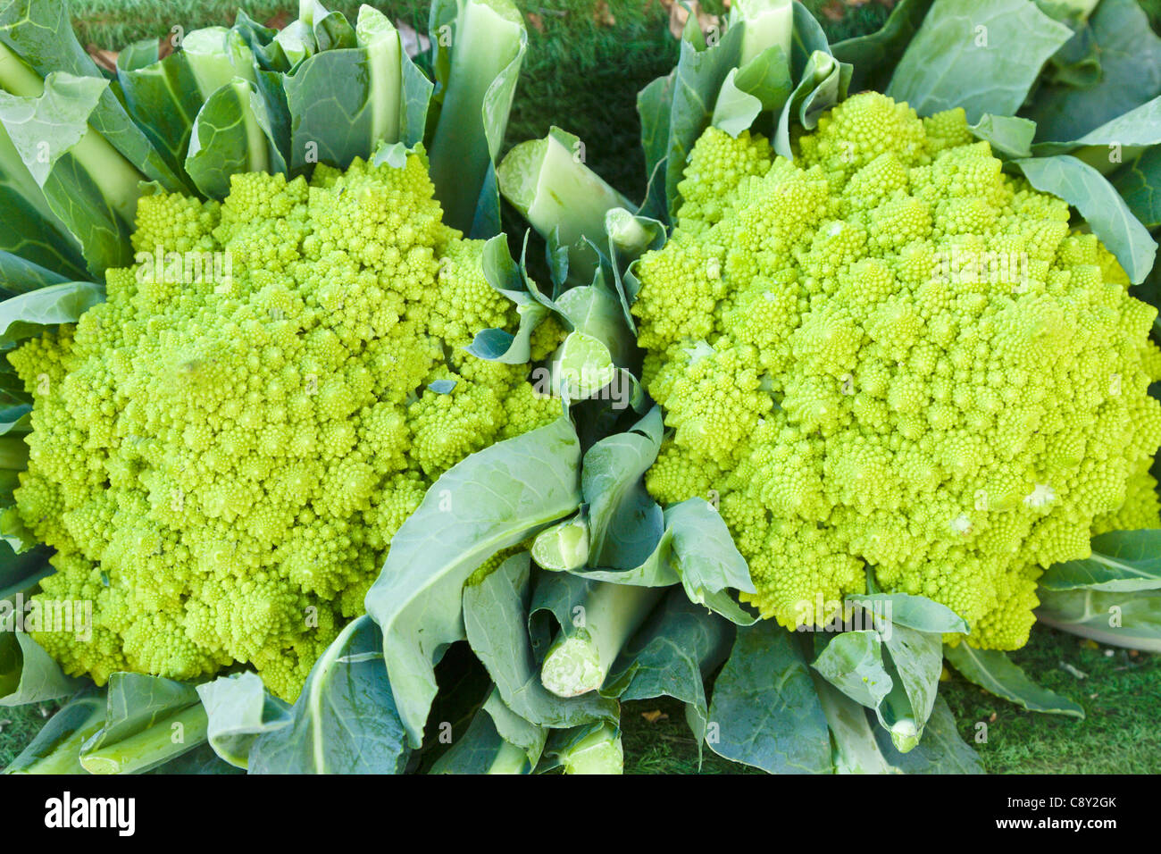 Romanesco cauliflower for sale, Hereford Stock Photo