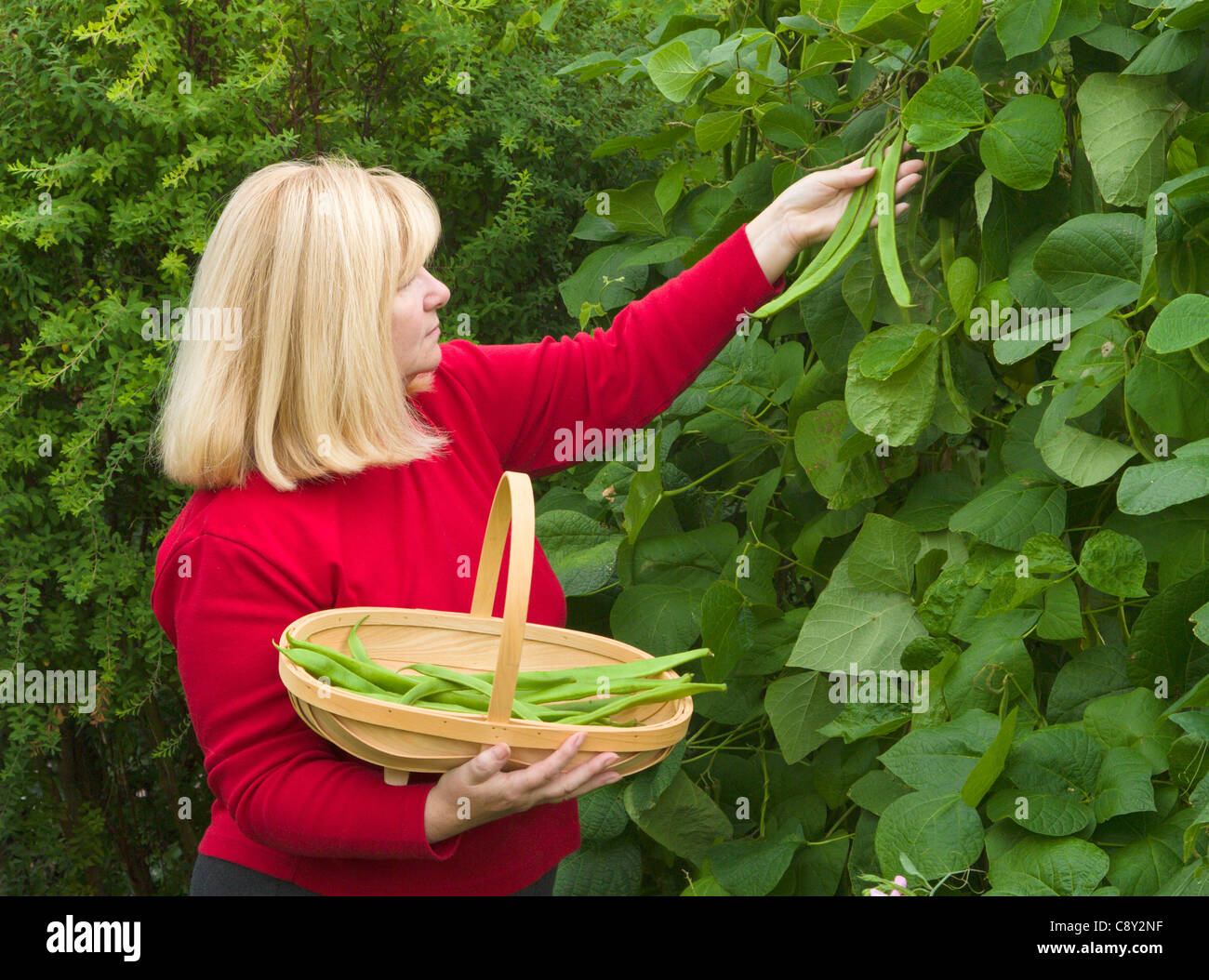 Woman collecting runner beans, MR Stock Photo
