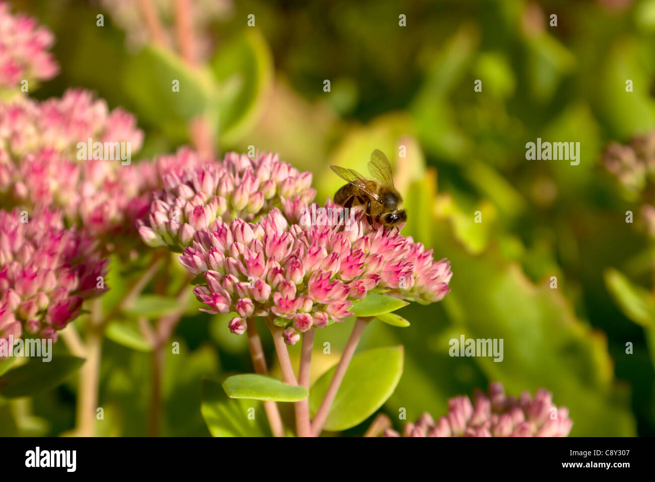 Honey bee feeding on sedum spectabile plant Stock Photo