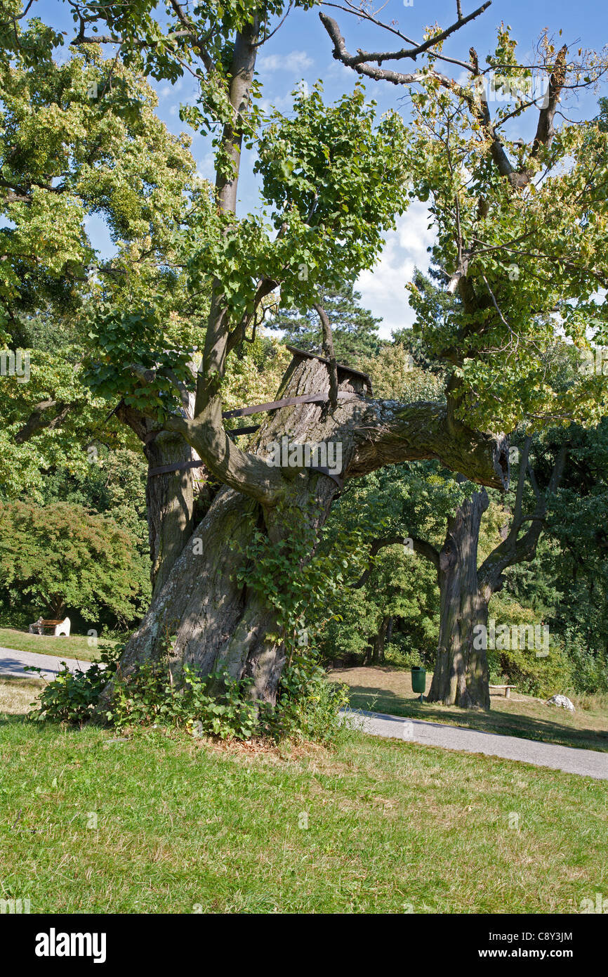 very odl lime tree by Smolenice castle Stock Photo
