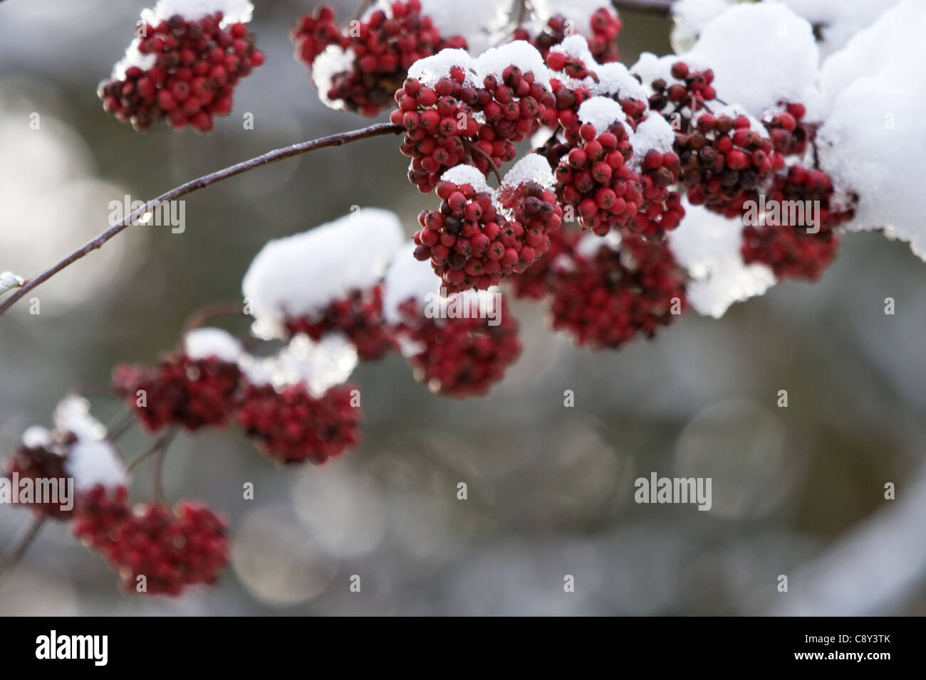 Red berries covered in snow Stock Photo - Alamy