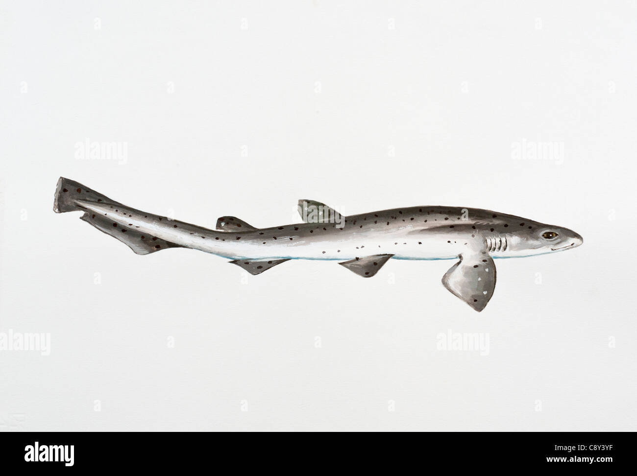 Lesser dogfish Scyliorhinus canicula Scyliorhinidae Stock Photo - Alamy