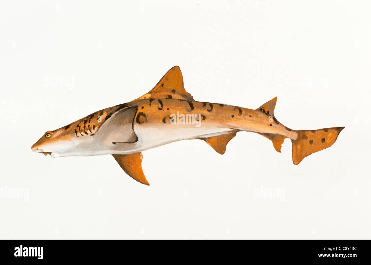 Leopard Sharks, Triakis semifasciata, Triakidae Stock Photo