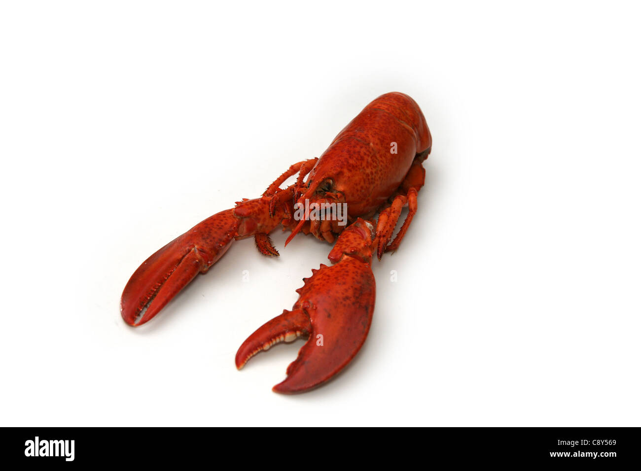 Red lobster isolated Stock Photo Alamy