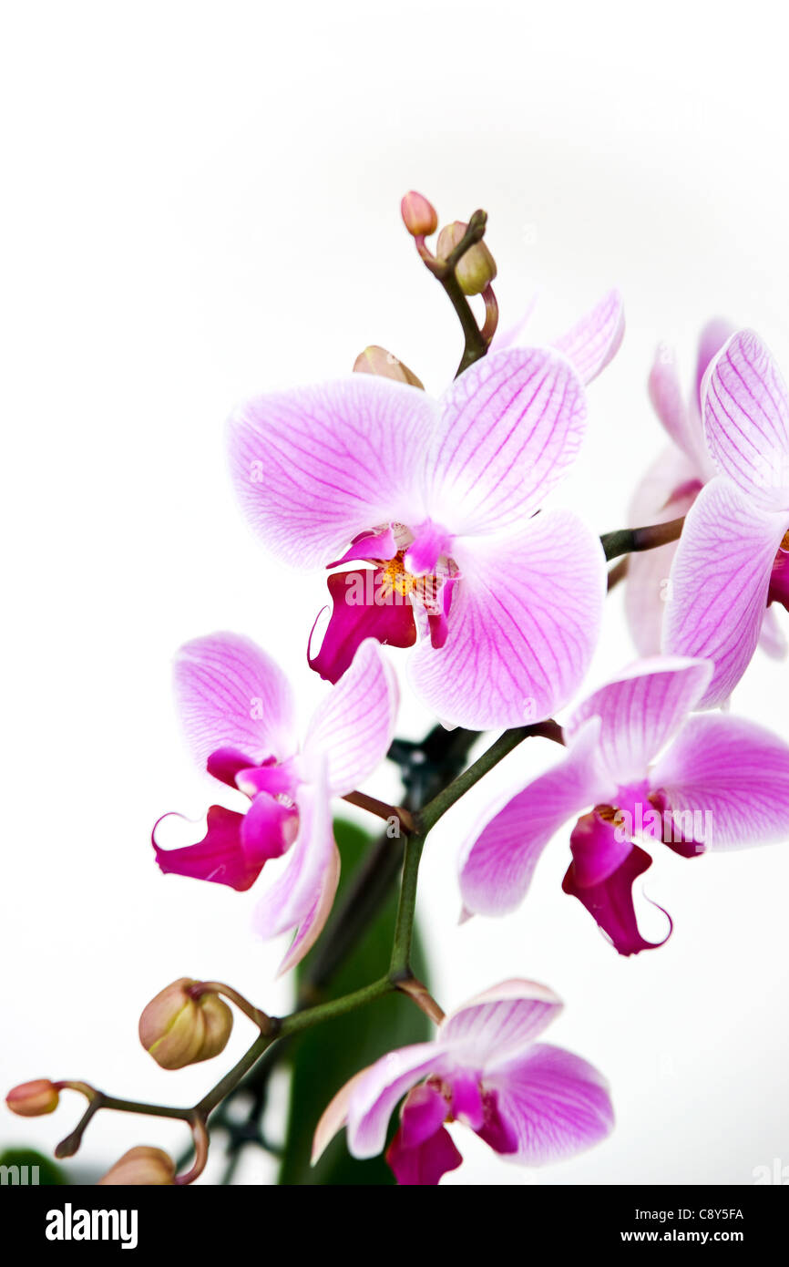 Pink orchid isolated on a white background Stock Photo - Alamy